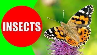 INSECTS FOR KIDS Learning – Insect Names and Sounds for Children Toddlers Kindergarten amp Preschool [upl. by Shelagh721]