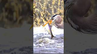 Herons hunt fish heron nature shorts [upl. by Flanigan985]