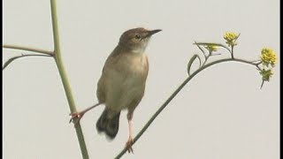 Cisticole des joncs  Fantailed Warbler  Cistensänger  Cisticola juncidis [upl. by Eelatsyrc888]