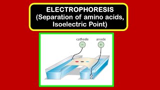 Electrophoresis  Separation of amino acids Isoelectric point pI [upl. by Etnohs]