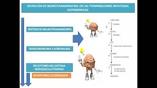 FARMACOLOGIA DEL SISTEMA NERVIOSO AUTONOMO 2  ACTUALIZADO [upl. by Hsirahc623]