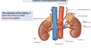 Anatomy of the Kidneys  Dr Ahmed Farid [upl. by Ainnat]