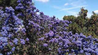 Pollinators feeding on ceanothus bush [upl. by Nospmis548]