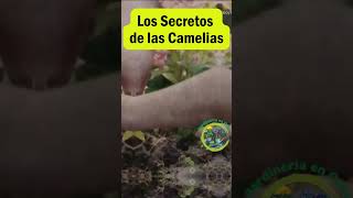 Los Secretos de las Camelias Cuidados y Cultivo para Flores Perfectas [upl. by Uohk]