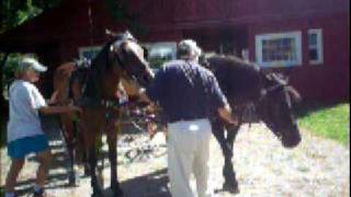 Hitching driving horses pair to carriage [upl. by Kappel]