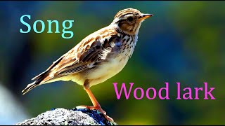 Woodlark Lullula arboreaBirds Singing and Chirping in Forest [upl. by Nreval]