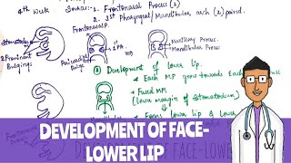 Development of Face Lower Lip [upl. by Alenson168]