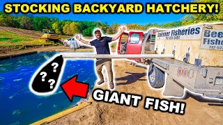 Stocking GIANT FISH in My BACKYARD Fish Hatchery Catch Clean Cook [upl. by Daniyal]