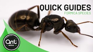 Quick Look Guide  Formica species Wood Ants [upl. by Isabella739]