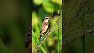 wildlife sanctuary videosshot wildlife photographer 4k video  Videography shoot birds shorts [upl. by Ignatia942]