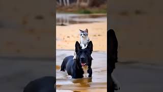 ❤️pet true friends dog cat baby [upl. by Lightfoot672]