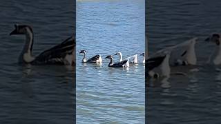 A gaggle of Geese swim slowly across a pond birds geese nature wildlife [upl. by Reta414]