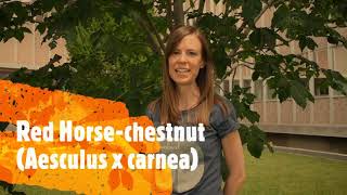 How to Identify Horsechestnuts and Buckeyes [upl. by Aihsia]