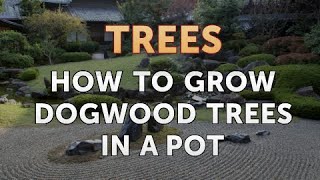 How to Grow Dogwood Trees in a Pot [upl. by Imorej91]