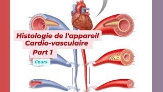 HISTOLOGIE DE LAPPAREIL CARDIO VASCULAIRE Part 1 [upl. by Inamik]