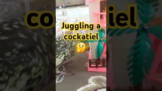 A chair wow🤔 birds cockatiel parrot pets chair juggling dj shorts [upl. by Fitting62]