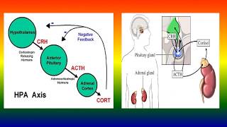 ACTH stimulation test [upl. by Ahtiekahs]