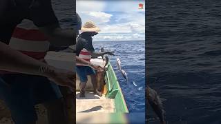 Catching Abundant Rosy Snapper Fish in the Deep Sea fishing fishingvideo fishingtime [upl. by Rehpinej]