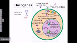 Mnemonic for Tumor Suppressor Genes with Respective Chromosome NumbersNEETPG amp USMLE Step 1 Prep [upl. by Koffman]