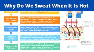 Why Do We Sweat When It Is Hot  Everyday Science [upl. by Vivianne812]