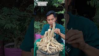 Prosee Pemberian Saleb Bahan Bonsai Anting Putri [upl. by Ahsenahs]