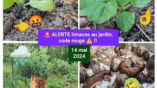 🚨 Les LIMACES contre attaque  🐌 Comment sen sortir 👌 [upl. by Oicneserc]