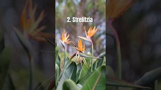 5 indigenous plants in South africa  Native plants of South Africa  flowers [upl. by Ayatal110]