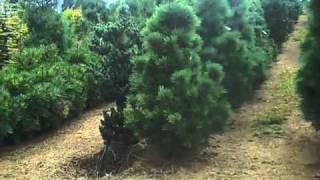 Plumlee Acres Farm Nursery Forest Grove Oregon Video Tour [upl. by Elleirad]