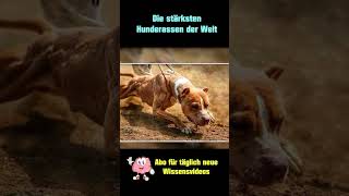 American Pitbull Terrier  Die stärksten Hunderassen der Welt [upl. by Oab]