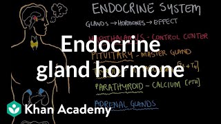 Endocrine gland hormone review  Endocrine system physiology  NCLEXRN  Khan Academy [upl. by Rodl]