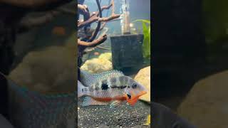 Fish fight Firemouth Cichlid vs Oscar [upl. by Muirhead]