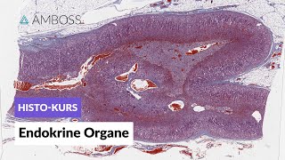 Histologie der endokrinen Organe  Mikroskopische Anatomie  AMBOSS Video [upl. by Ordnael]