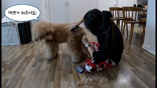 대형견 미용 비용이 40만원 내가 집에서 대형견 골든두들 셀프 미용하기 Goldendoodle full Grooming [upl. by Taimi976]