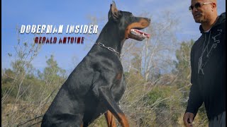 The Ultimate Guide to Doberman Care amp Training [upl. by Ferde]