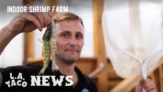 Discover LA’s First Shrimp Farm Here is How the DowneyRaised Prawns Taste and Looks Like [upl. by Hollerman]