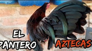 gallos kikirikis Aztecas de jalisco criadero el pantero [upl. by Nuarb]