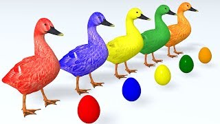 Learn Colors with Animals Cartoon for Children Ducks and Surprise Eggs Learn Animal Name amp Sound [upl. by Kaine875]