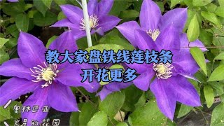 铁线莲绑扎：许多花友不会盘铁线莲枝条，本期教大家两种方法 [upl. by Sydelle]