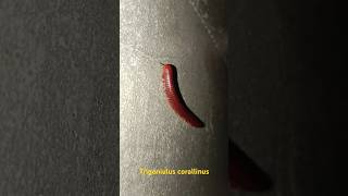 millipede Trigoniulus corallinus [upl. by Helene]