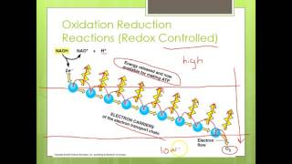 Chemiosmosis and Substrate Level Phosphorylation [upl. by Siron]