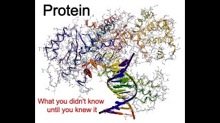 Protein what you didnt know until you knew it [upl. by Nadab]