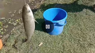 Village Big Fishing Polapain  Fish Cutting Video  Fishing video  CatchAndCut [upl. by Cerelly215]