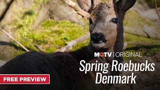 Spring Roebucks in Denmark  A MOTV Preview [upl. by Walliw618]