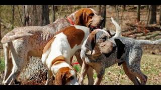 American English Coonhound Dog breed [upl. by Garin600]