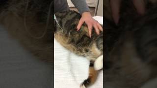 Subkutane Infusion bei der Katze [upl. by Anele]