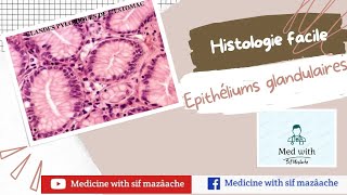 2 Les Epithéliums Glandulaires Histologie 1ère MED [upl. by Ytissac]