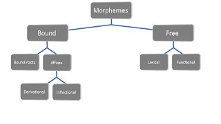 شرح تفصيلي لل مورفولوجي morphology باللغة العربية [upl. by Analak788]