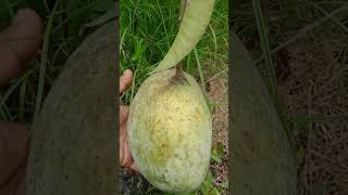 shorts viralvideos 4kgmangofruitplantavilable [upl. by Arnaud]