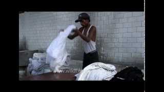 Dhobi washes clothes in a Delhi dhobi ghat [upl. by Huston585]