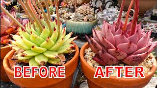 Grow GREEN to RED Succulent  The Making of Echeveria agavoides Romeo [upl. by Elburt]